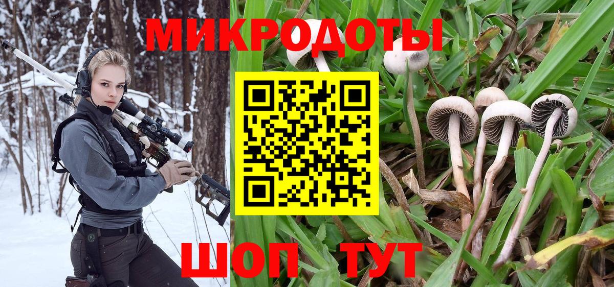 Псилоцибиновые грибы Psilocybe Асино
